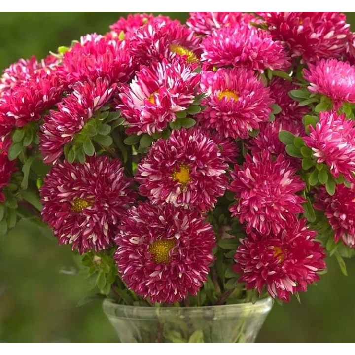 Aster Kasımpatı (Krizantem) Burgundy Renkli - 20 Tohum