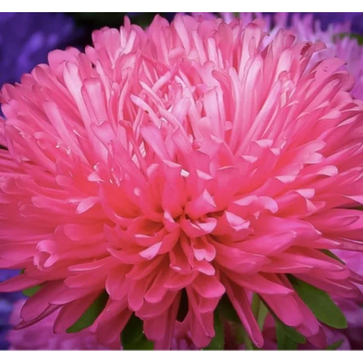 Aster Kasımpatı (Krizantem) Burgundy Renkli - 20 Tohum