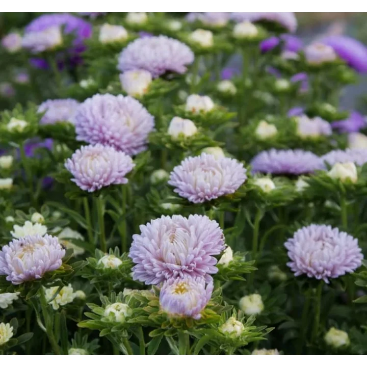 Aster Kasımpatı (Krizantem) Lavanta Renkli - 20 Tohum