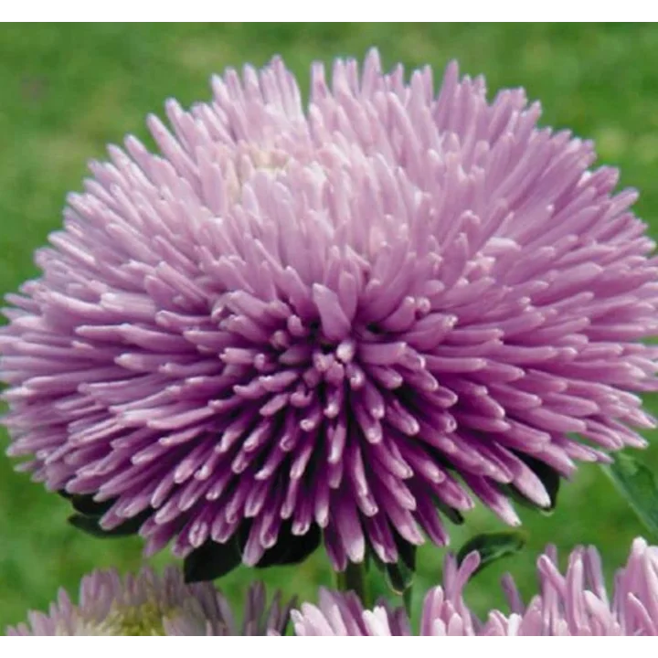 Aster Kasımpatı (Krizantem) Lavanta Renkli - 20 Tohum