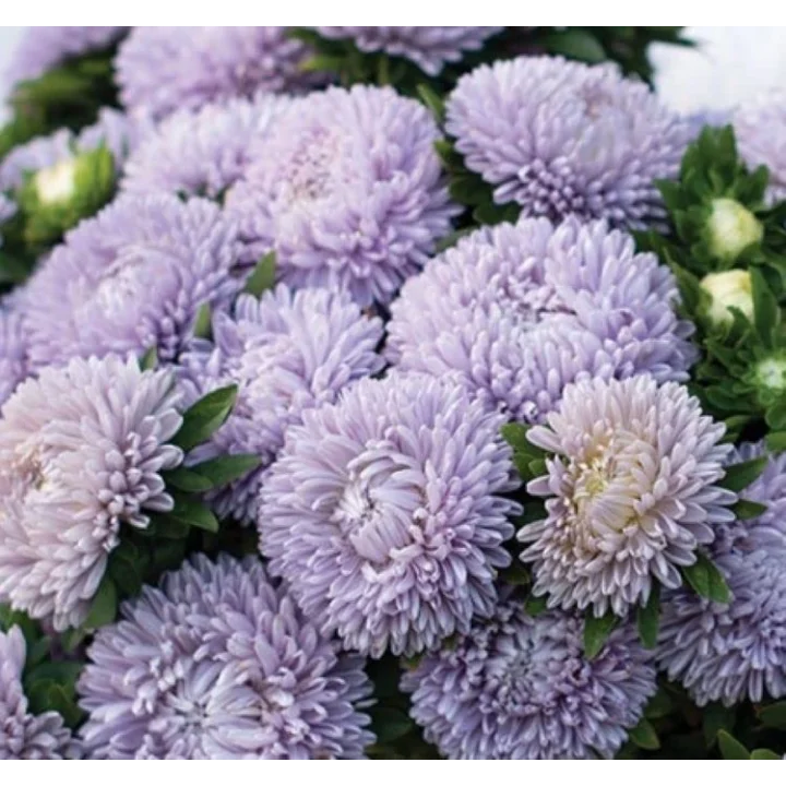 Aster Kasımpatı (Krizantem) Lavanta Renkli - 20 Tohum