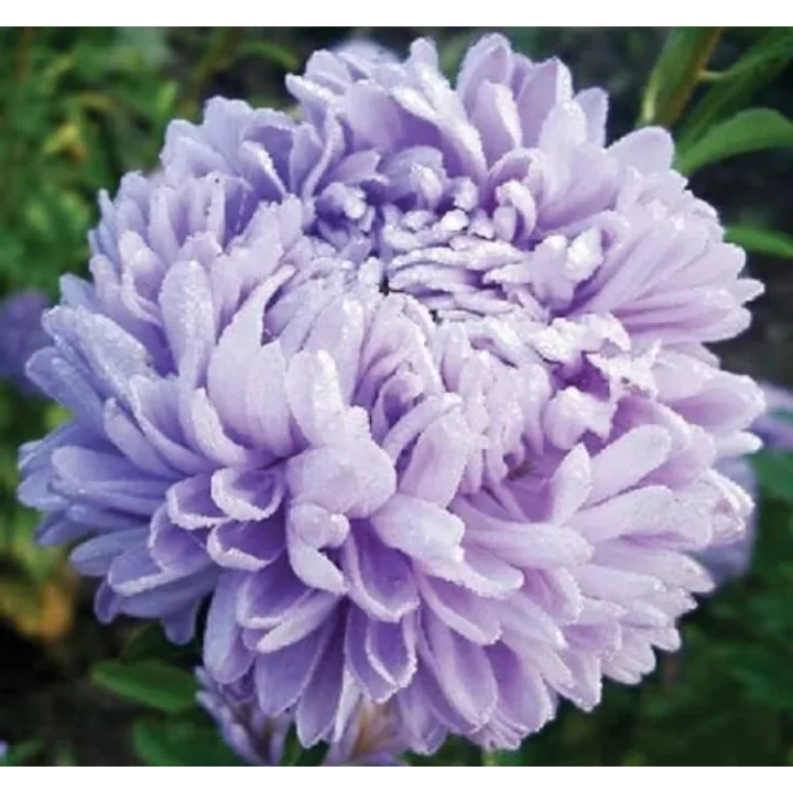 Aster Kasımpatı (Krizantem) Lavanta Renkli - 20 Tohum