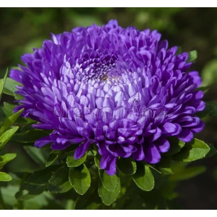 Aster Kasımpatı (Krizantem) Mavi Renkli - 20 Tohum