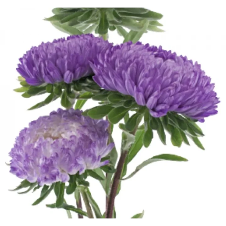 Aster Kasımpatı (Krizantem) Mavi Renkli - 20 Tohum
