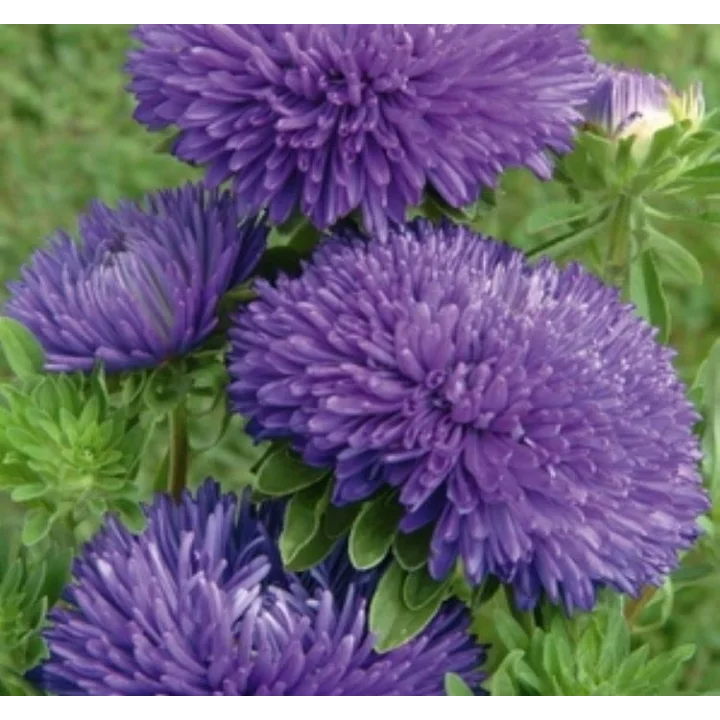 Aster Kasımpatı (Krizantem) Mavi Renkli - 20 Tohum