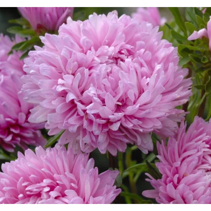 Aster Kasımpatı (Krizantem) Pembe Renkli - 20 Tohum