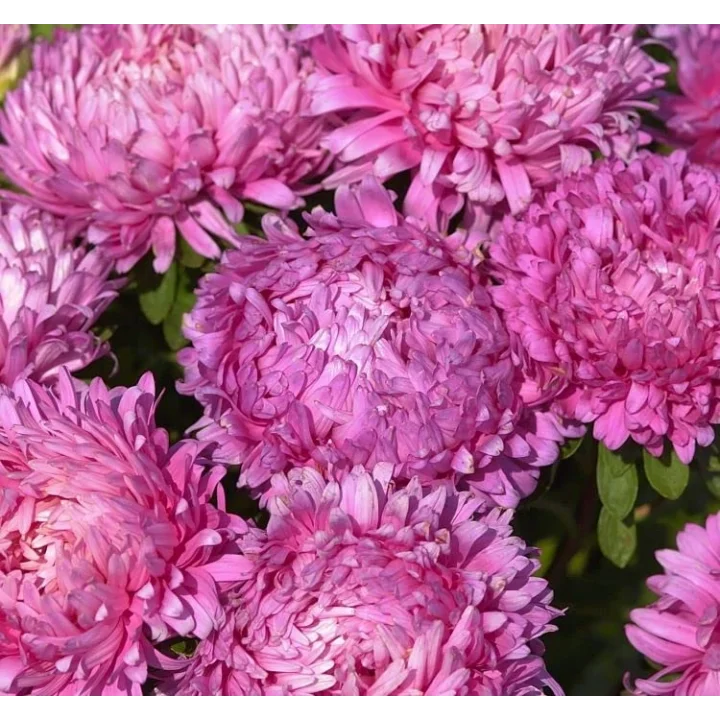 Aster Kasımpatı (Krizantem) Pembe Renkli - 20 Tohum