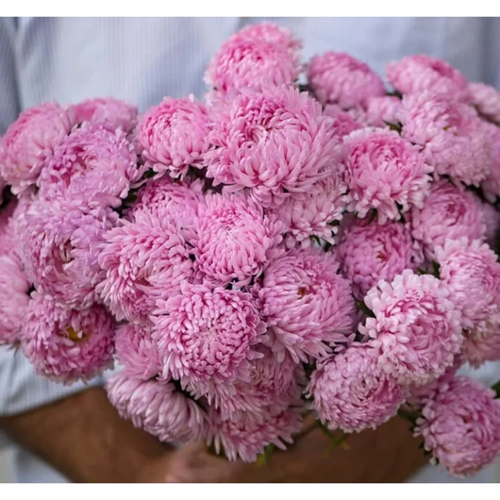 Aster Kasımpatı (Krizantem) Pembe Renkli - 20 Tohum