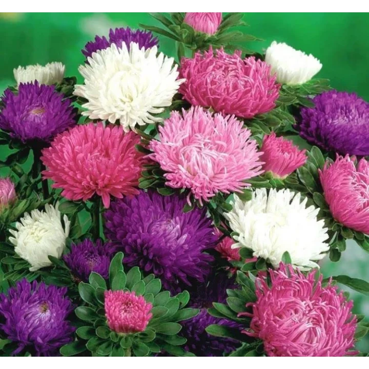 Aster Kasımpatı (Krizantem) Pembe Renkli - 20 Tohum