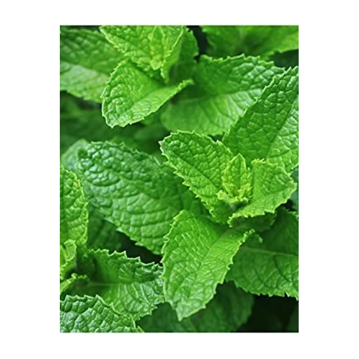 ATA TOHUMU YERLİ ANADOLU NANESİ 0.1 GRAM TOHUM