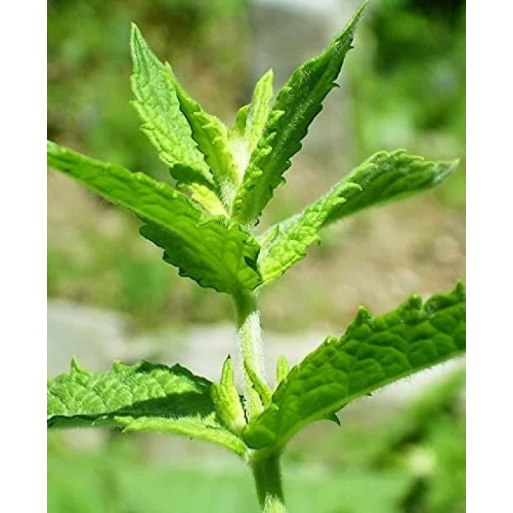 ATA TOHUMU YERLİ ANADOLU NANESİ 0.1 GRAM TOHUM