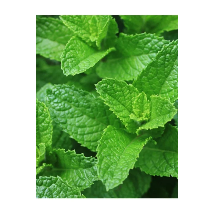 ATA TOHUMU YERLİ ANADOLU NANESİ 0.1 GRAM TOHUM