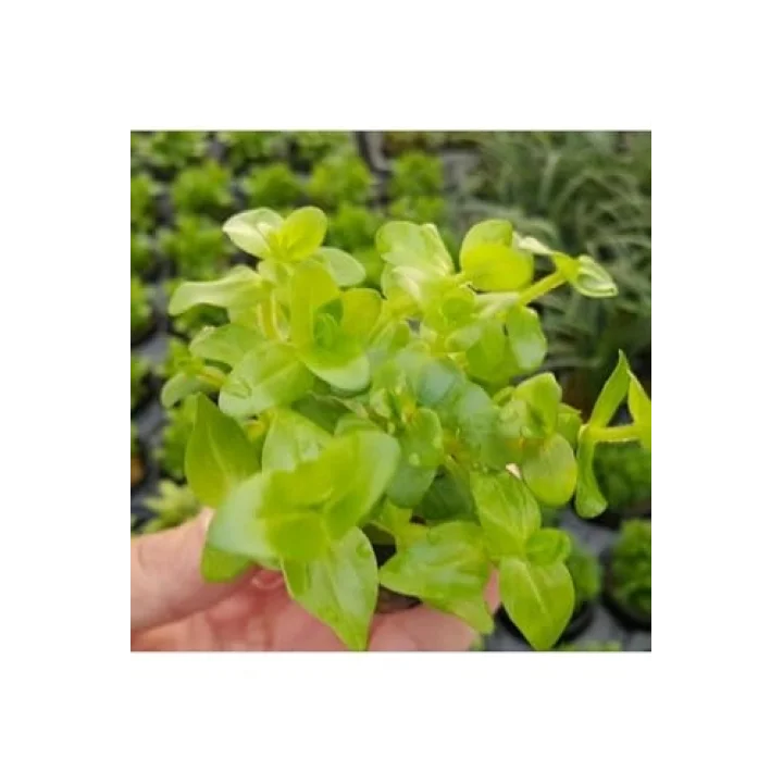 Bacopa Lanigera Saksı Canlı Bitki
