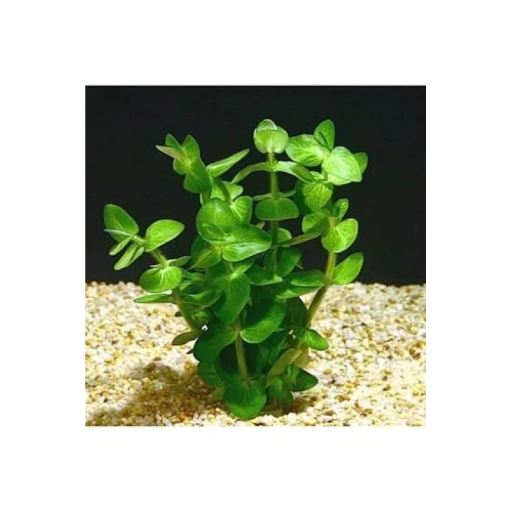 Bacopa Lanigera Saksı Canlı Bitki
