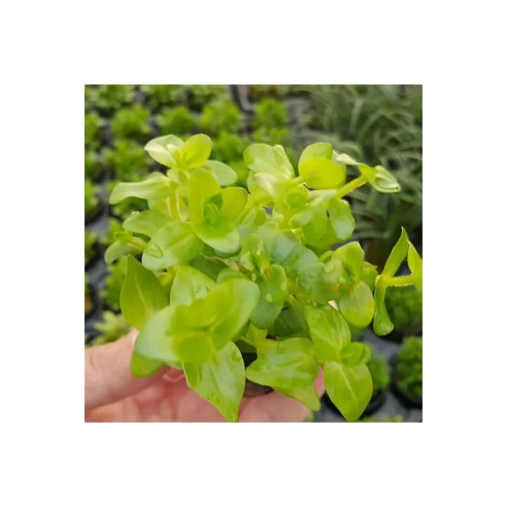 Bacopa Lanigera Saksı Canlı Bitki