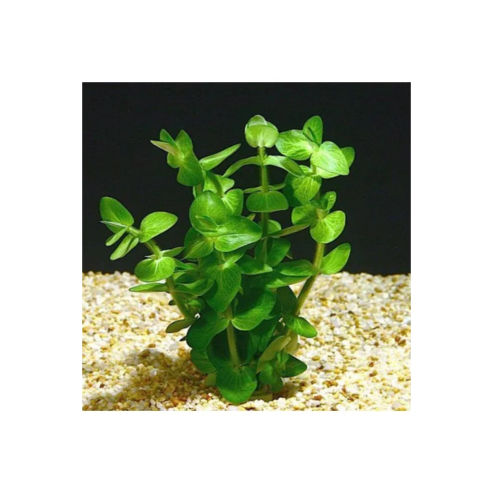 Bacopa Lanigera Saksı Canlı Bitki