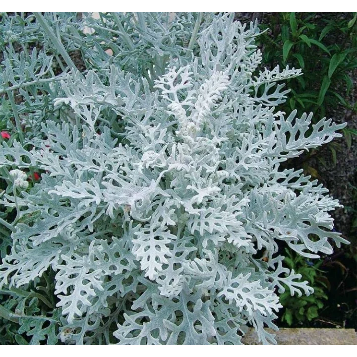 Bahçe Külü Tohumu (Gümüş Renkli) - 40 Tohum