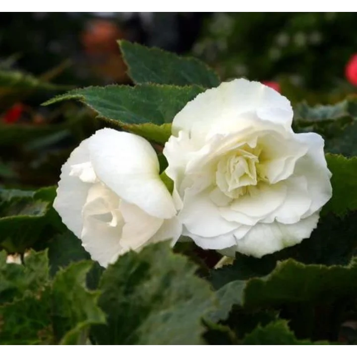 Begonya Tohumu (Katmerli) Beyaz Renkli - 5 Tohum