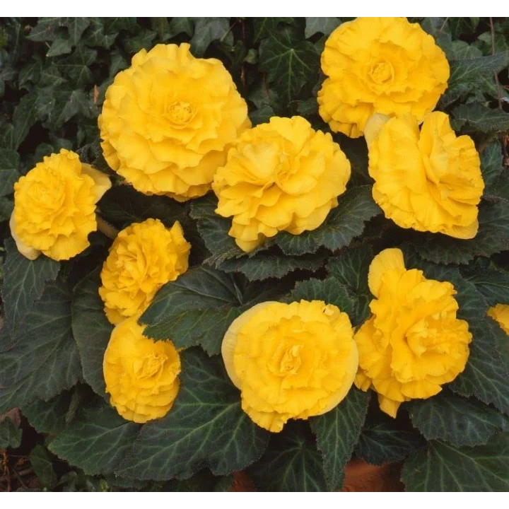 Begonya Tohumu (Katmerli, Kırmızı Yaprak) Sarı Renkli - 8 Tohum
