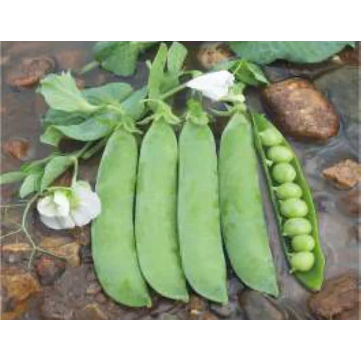 Bezelye Tohumu - Aksel 10 gr