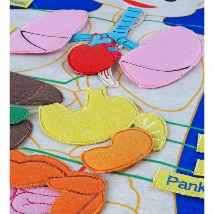 Mey İthalat® AND-5120 CIRTLI VÜCUDUMUZ PANO