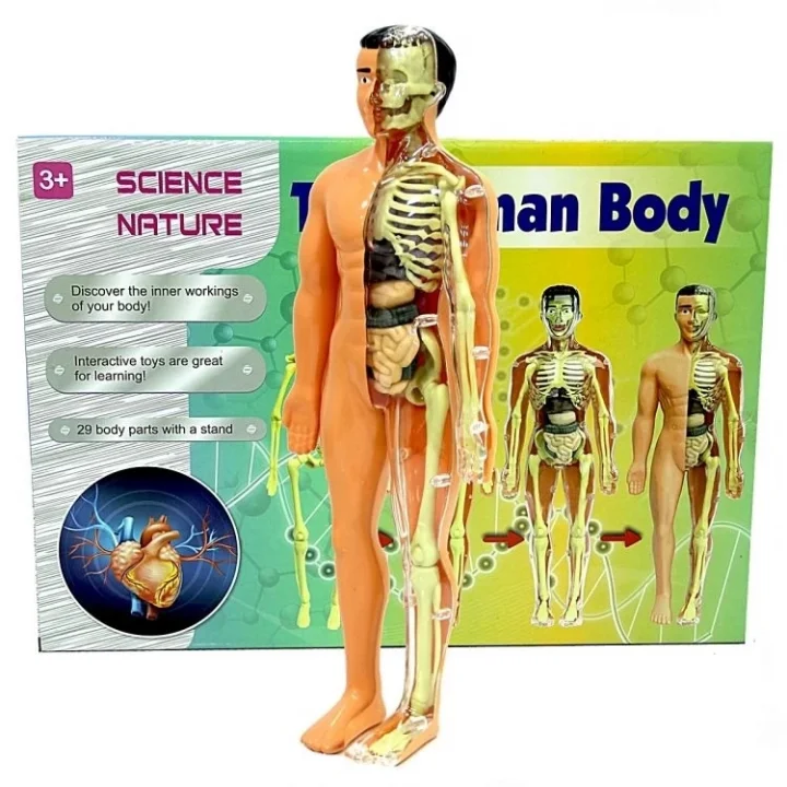 Mey İthalat® The Human Body İnsan Vücudu 3D Eğitim Seti 3302