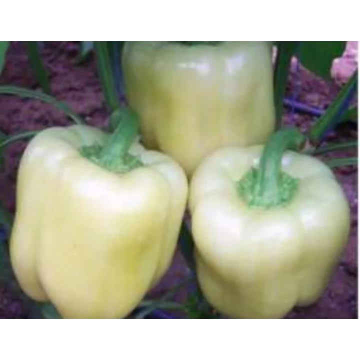 Biber Hatun Tohumu - Aksel 10 gr