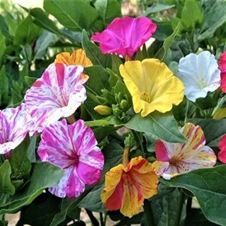 Bicolor Mixed Akşam Sefası Çiçeği Tohumu(20