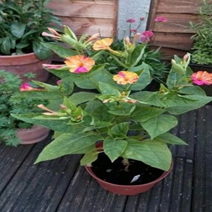 Bicolor Mixed Akşam Sefası Çiçeği Tohumu(20