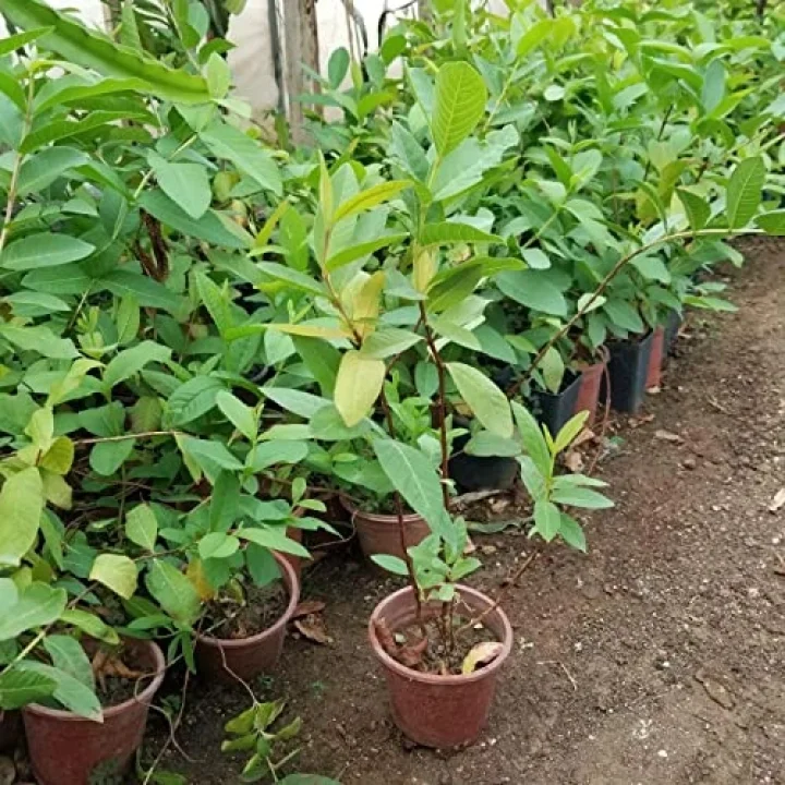 Bodur Pembe Guava Fidanı, Saksıda