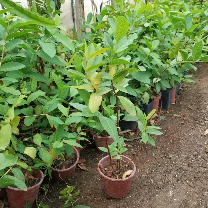 Bodur Pembe Guava Fidanı, Saksıda