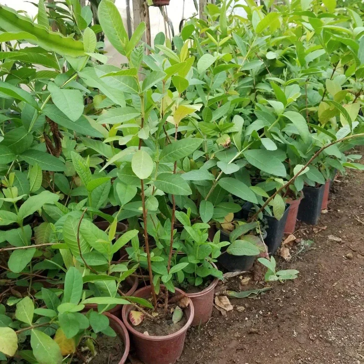 Bodur Pembe Guava Fidanı, Saksıda