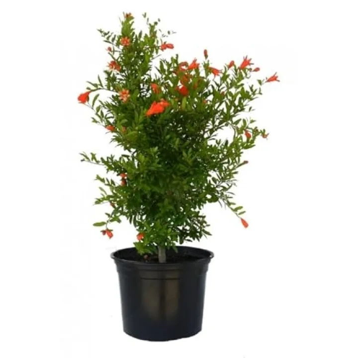 Bodur Süs Narı, 30-60 cm, Saksılı, Çiçekli Bodur Bitkiler, Pomegranate Tree