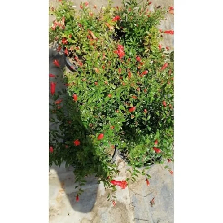 Bodur Süs Narı, 30-60 cm, Saksılı, Çiçekli Bodur Bitkiler, Pomegranate Tree