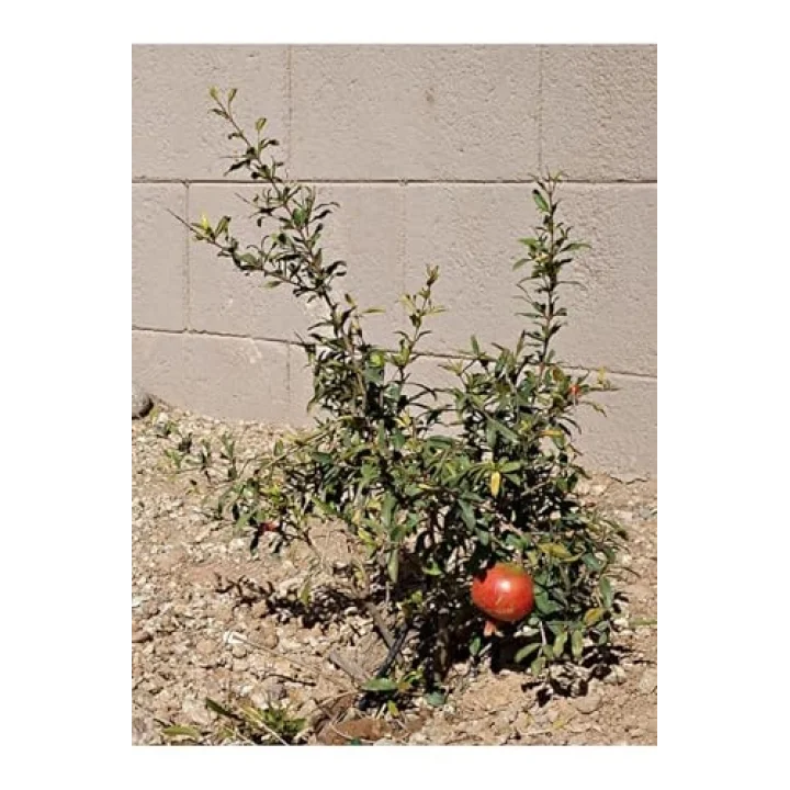 Bodur Süs Narı, 30-60 cm, Saksılı, Çiçekli Bodur Bitkiler, Pomegranate Tree