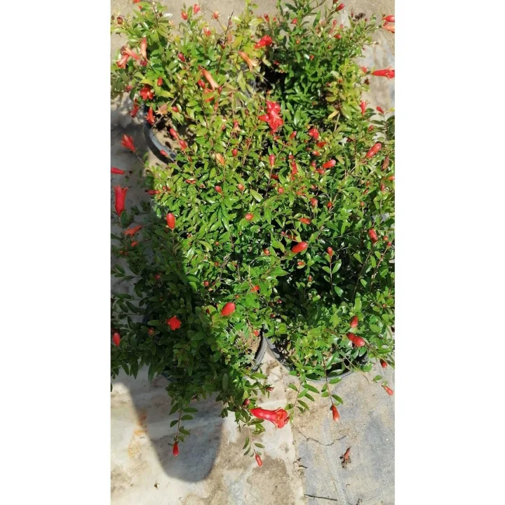Bodur Süs Narı, 30-60 cm, Saksılı, Çiçekli Bodur Bitkiler, Pomegranate Tree