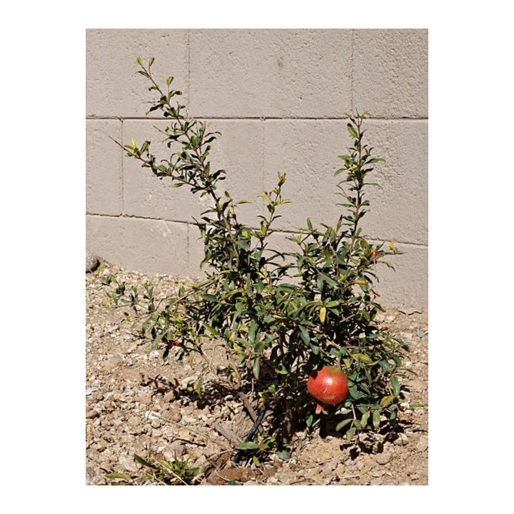 Bodur Süs Narı, 30-60 cm, Saksılı, Çiçekli Bodur Bitkiler, Pomegranate Tree