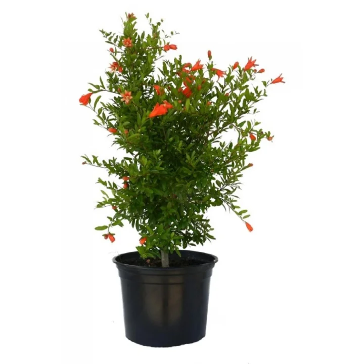 Bodur Süs Narı, 30-60 cm, Saksılı, Çiçekli Bodur Bitkiler, Pomegranate Tree