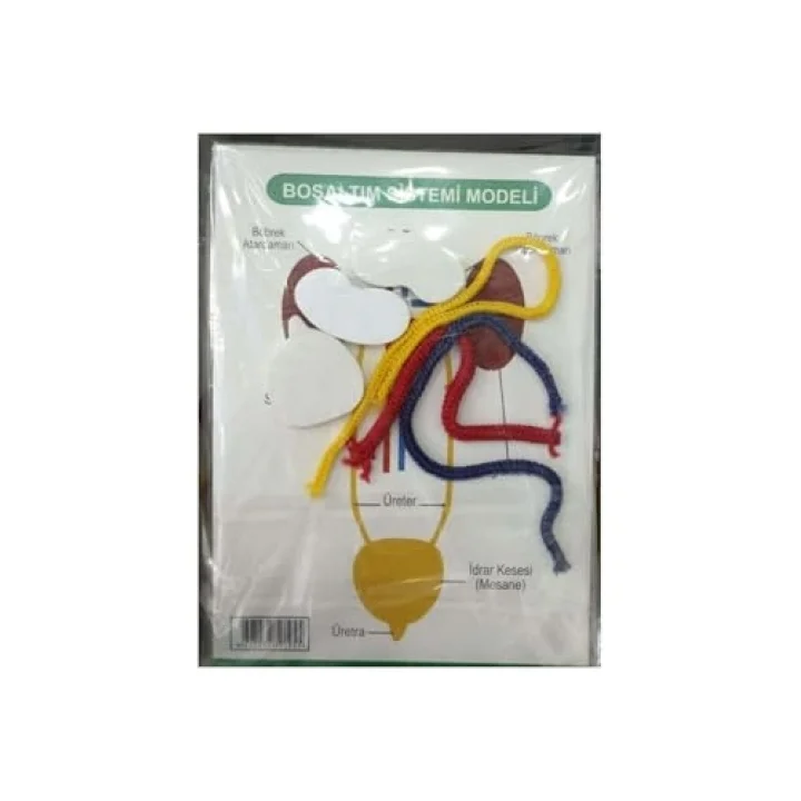 Boşaltım Sistemi Modeli Çok Renkli