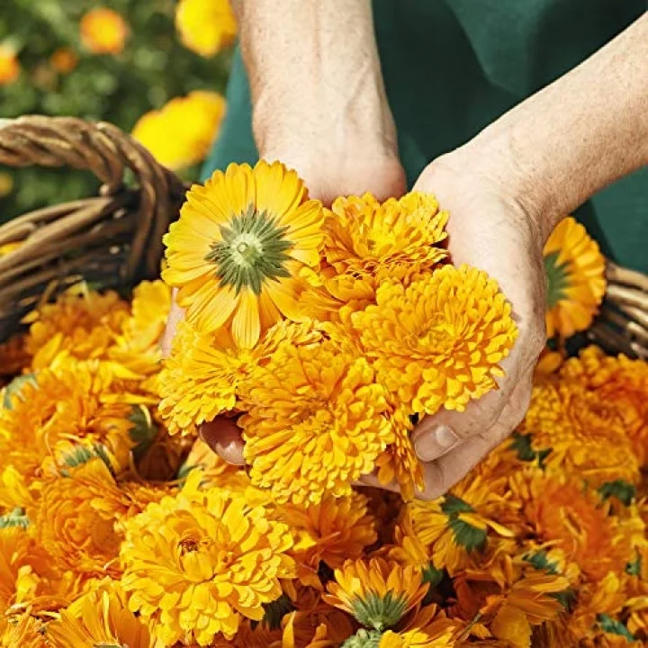 Calendula Organik Pişik Kremi 75 ml