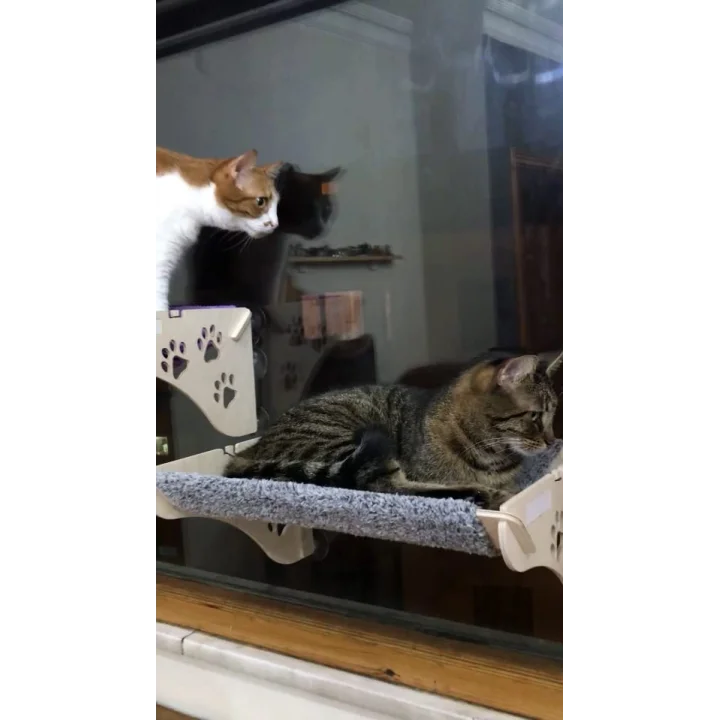 Cama Asılan Kedi Yatağı Vantuzlu