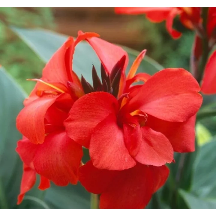 Canna - Tesbih Çiçeği - KIRMIZI (1 Tohum)