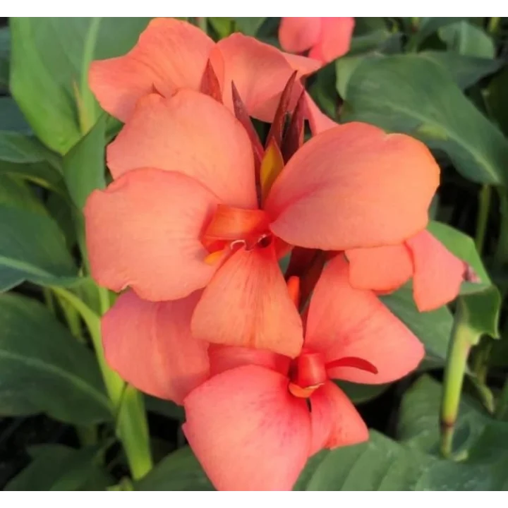 Canna - Tesbih Çiçeği - MANGO (1 Tohum)