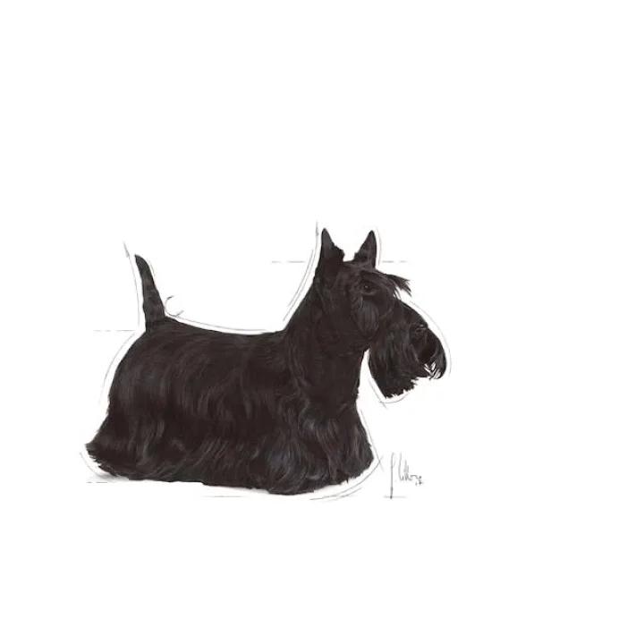 Ccn Dermacomfort Köpek Yaş Mama, 85 Gr
