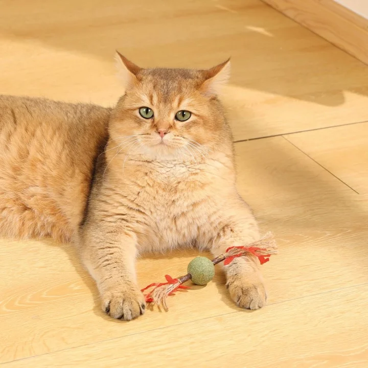 CHARMY BRANCY CATNİPLİ KEDİ OYUNCAĞI RED