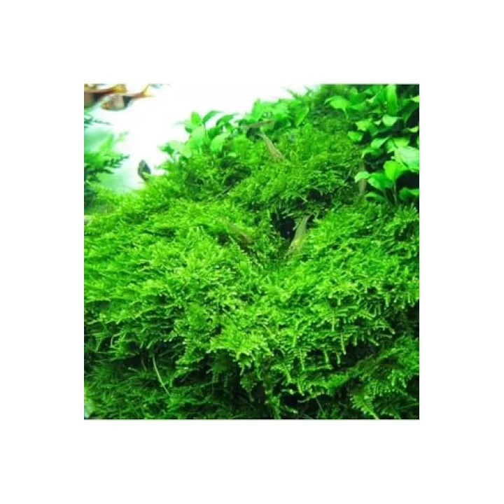 Christmas Moss Cup Canlı Bitki TR-413161