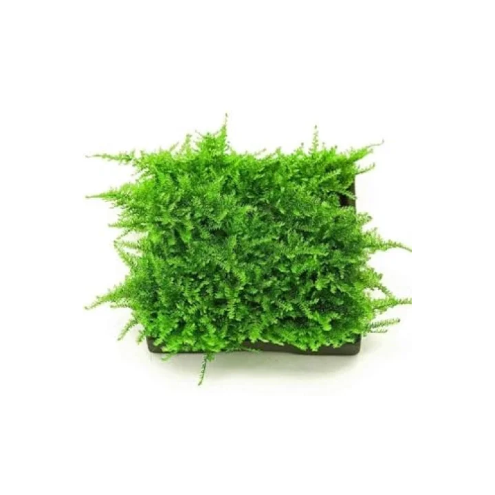 Christmas Moss Cup Canlı Bitki TR-413161