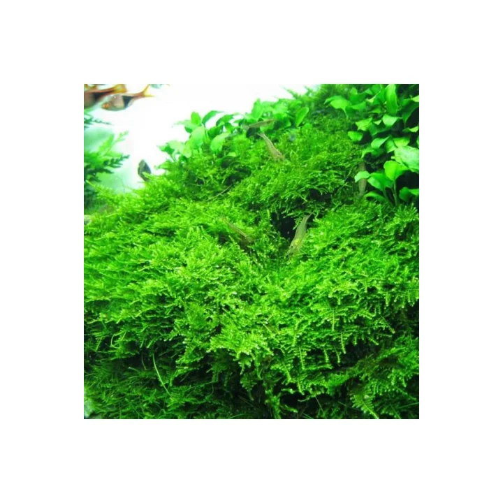 Christmas Moss Cup Canlı Bitki TR-413161