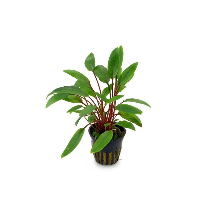Cryptocoryne Beckettii Saksı Canlı Bitki