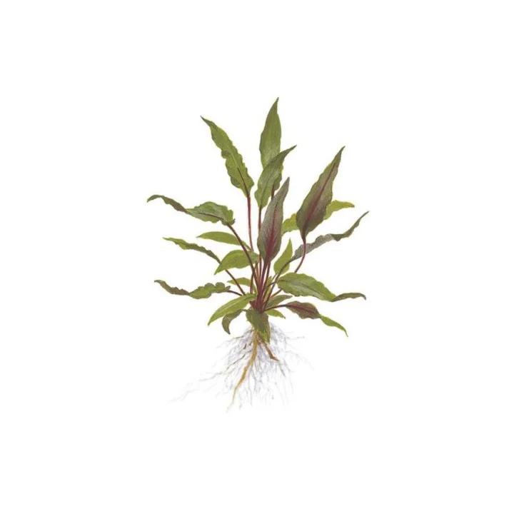 Cryptocoryne Beckettii Saksı Canlı Bitki